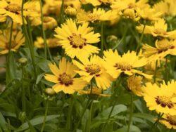Coreopsis, Solanna™Bright Touch