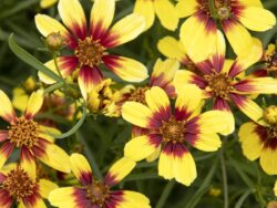 Coreopsis, Sunstar™Gold