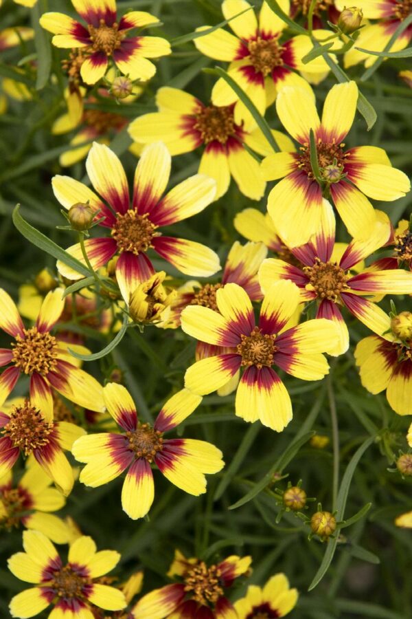 Coreopsis, Sunstar™Gold