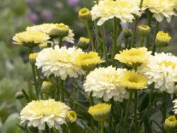 Daisy, Shasta Lemon Puff