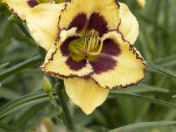 Daylily, Blazing Skye™