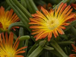 Delmara™Orange Ice Plant