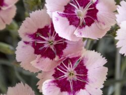 Dianthus, Angel of Peace