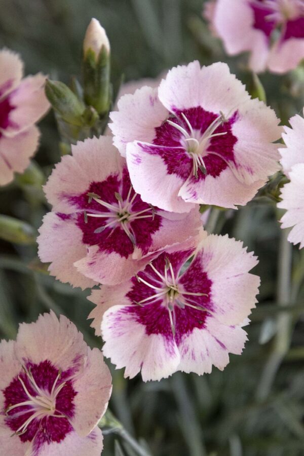 Dianthus, Angel of Peace