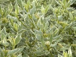 Dogwood, Creme de Mint