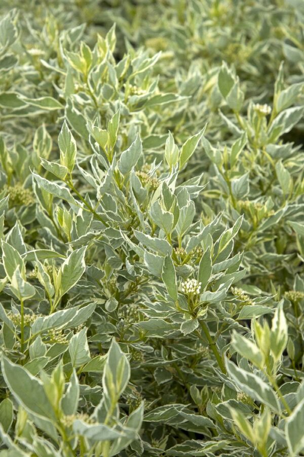 Dogwood, Creme de Mint