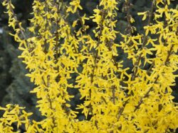Forsythia, Springshine