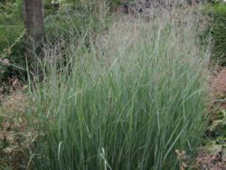 Grass (Switch), Heavy Metal