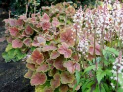 Heuchera, Northern Exposure™Sienna