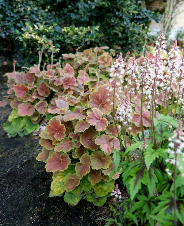Heuchera, Northern Exposure™Sienna