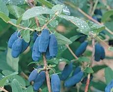 Honeyberry, Berry Blue