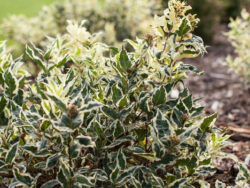 Honeysuckle, First Editions®Cool Splash Dwarf Bush