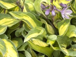 Hosta, Fantasy Island