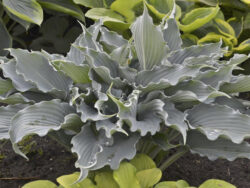 Hosta, Shadowland® Waterslide