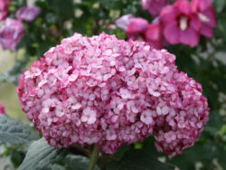 Hydrangea, Invincibelle Mini Mauvette