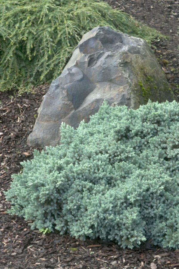 Juniper, Blue Star