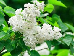 Lilac Tree, Ivory Silk Japanese
