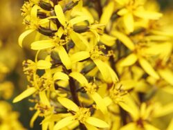 Little Rocket Leopard Plant