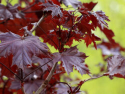 Maple, Crismson King