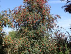 Mountain Ash, Cardinal Royal ®