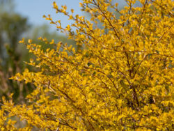 Ninebark, First Editions®Honeycomb