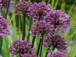 Allium, Windy City