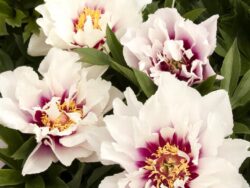 Peony, Itoh Cora Louise