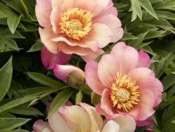 Peony, Itoh Julia Rose