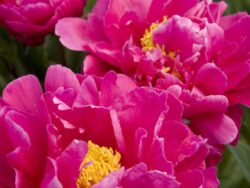 Peony, Karl Rosenfield