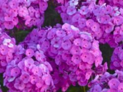 Phlox, Flame®Garden 'Pro Violet Charm'