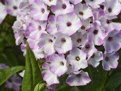 Phlox, Flame®Garden 'Lilac Star'