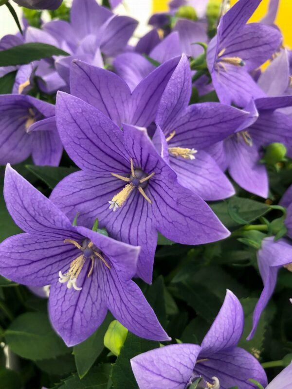 Platycodon, Twinkle™Blue (Balloon Flower)