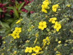 Potentilla, CheeseHead