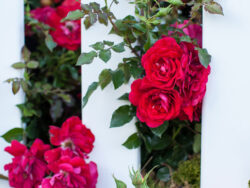 Rose, Easy Elegance®Paint the Town