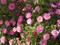 Rose, East Elegance®Sunrise Sunset