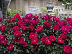 Rose, Grace N' Grit Pink