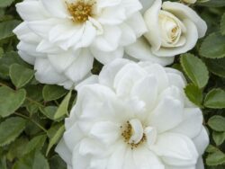 Rose, Grace N' Grit White