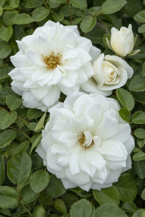 Rose, Grace N' Grit White