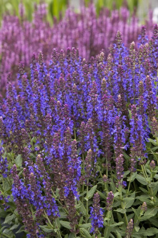 Salvia, Apex™Blue