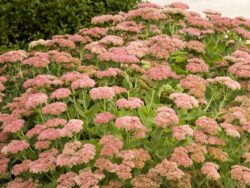 Sedum, Autumn Joy