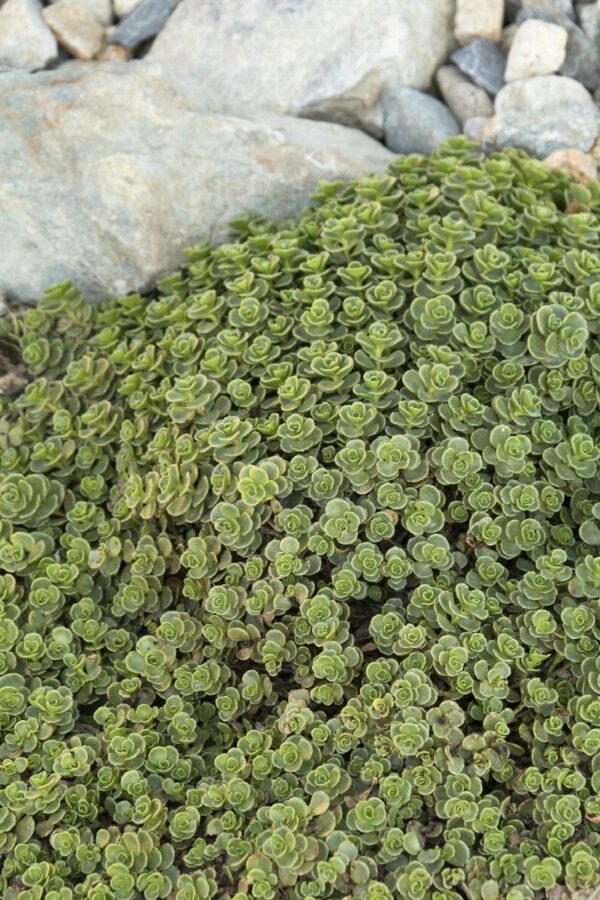 Sedum, John Creech Stonecrop
