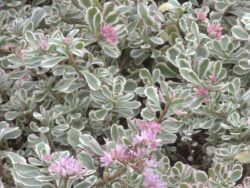 Sedum, Variegated Stonecrop
