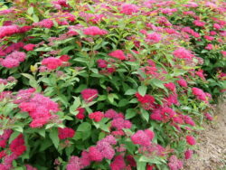 Spirea, Double Play Doozie