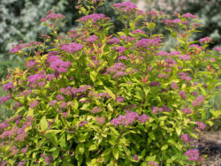 Spirea, First Editions®Little Spark