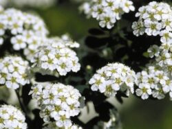 Spirea, Snowmound