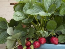 Strawberry, Seascape