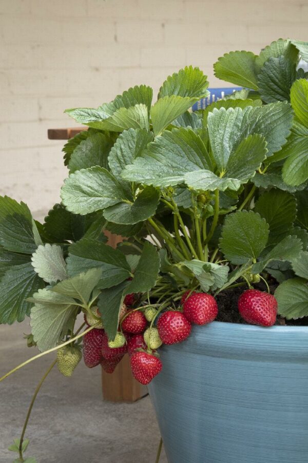 Strawberry, Seascape