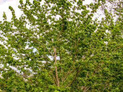 Mulberry, Trader White