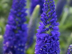 Veronica, Vernique®Dark Blue