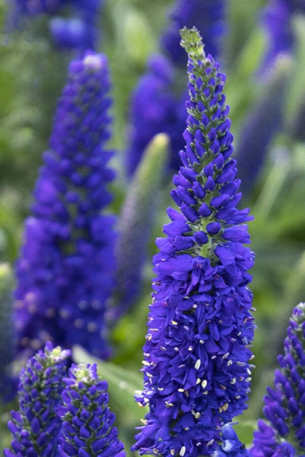 Veronica, Vernique®Dark Blue